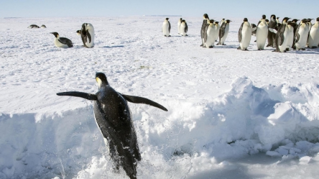 I pinguini dell'Antartide, allarme gas serra