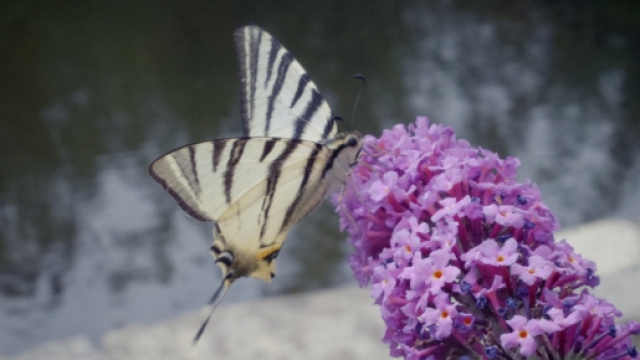 Phal&egrave;ne fant&ocirc;me, Mich&egrave;le Forbes, Quai Voltaire, 2016 pour la traduction fran&ccedil;aise