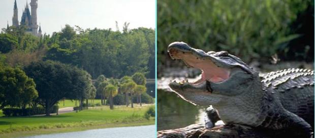 A fost găsit trupul copilului târât de către un aligator într-o lagună de la Disney World A fost găsit trupul copilului târât de către un aligator într-o lagună de la Disney World