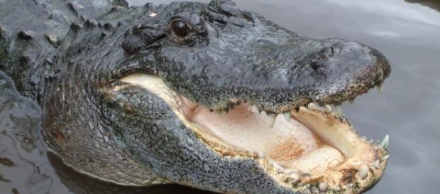 American Alligator in Gatorland in Florida https://commons.wikimedia.org/w/index.php?curid=6575846 American Alligator in Gatorland in Florida https://commons.wikimedia.org/w/index.php?curid=6575846