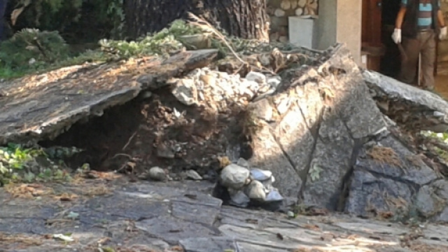 Lo sradicamento di un albero in via XXV Aprile al civico 37 di Barlassina