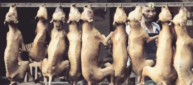 La entrada del verano da inicio al terrible festival de carne de perro de Yulin La entrada del verano da inicio al terrible festival de carne de perro de Yulin