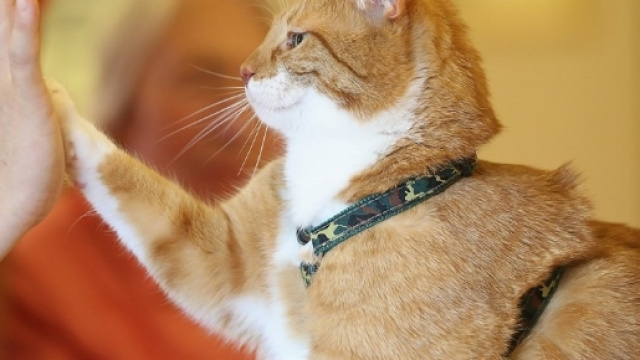 Per la prima volta i gatti da pet teraphy entrano in un'aula scolastica per ridurre l'ansia degli studenti