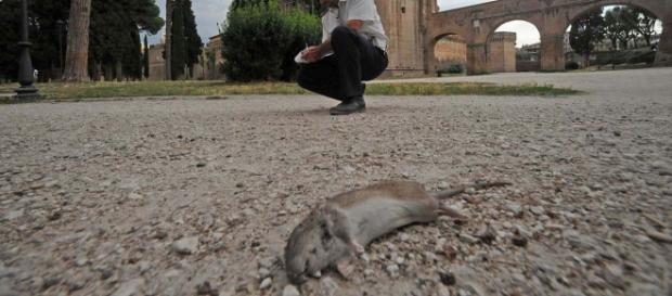 Roma, i topi invadono la Capitale Roma, i topi invadono la Capitale