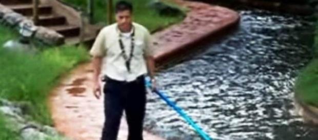 Empleado de Disney intentando expulsar a un caiman de una atracción Empleado de Disney intentando expulsar a un caiman de una atracción