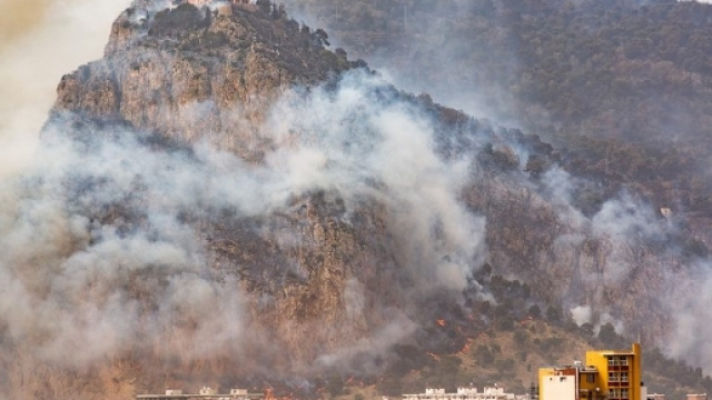 Gatti cosparsi di benzina e dati alle fiamme: teoria choc sugli ... - meteogiuliacci.it