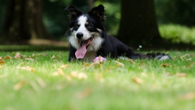 La rapamicina, farmaco anti - invecchiamento, testato sui cani.