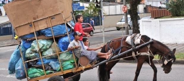 Lei vetada pelo prefeito proibia o uso de transportes de tração animal no município Lei vetada pelo prefeito proibia o uso de transportes de tração animal no município