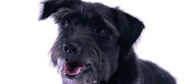 Casos de salud de mascotas en tv Casos de salud de mascotas en tv