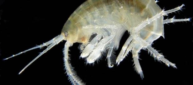 De acordo com cientistas, até mesmo a mais profunda fossa oceânica da Terra está poluída. De acordo com cientistas, até mesmo a mais profunda fossa oceânica da Terra está poluída.