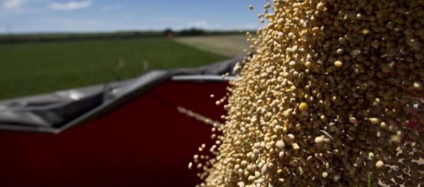 Importação do feijão vai ajudar a baixa o preço do produto Importação do feijão vai ajudar a baixa o preço do produto