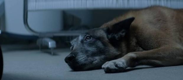 Vídeo do cãozinho que não abandona o dono Vídeo do cãozinho que não abandona o dono