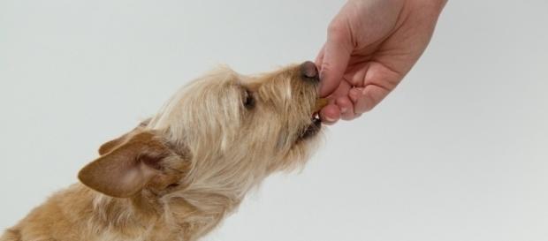 Alimentos que deve evitar dar ao seu cão Alimentos que deve evitar dar ao seu cão