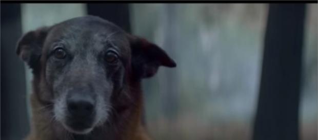 O vídeo já tem mais de 300 mil visualizações O vídeo já tem mais de 300 mil visualizações