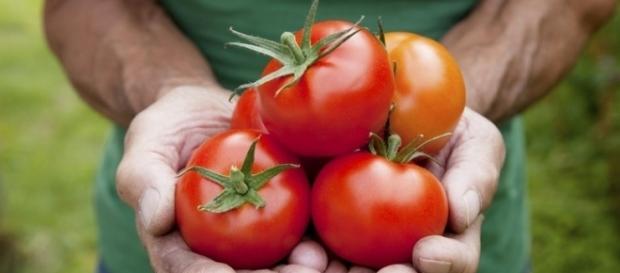O tomate pode perder a cor, a textura e o sabor se armazenado na geladeira O tomate pode perder a cor, a textura e o sabor se armazenado na geladeira