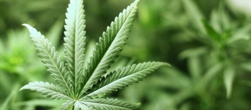 Dal 25 luglio parte l'iter per l'approvazione della legge sulla legalizzazione della cannabis