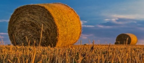 Lavorare nell'agricoltura in Sardegna