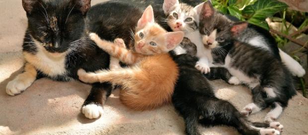 Castração de gatos é necessária para impedir superpopulação (Imagem Shutterstock) Castração de gatos é necessária para impedir superpopulação (Imagem Shutterstock)