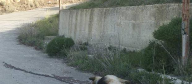 Sdegno e rabbia per l'uccisione di un cane - Buteraweb.it - buteraweb.it Sdegno e rabbia per l'uccisione di un cane - Buteraweb.it - buteraweb.it