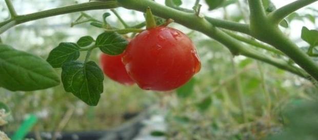 Tomates e outros alimentos cresceram em solo 'marciano' Tomates e outros alimentos cresceram em solo 'marciano'