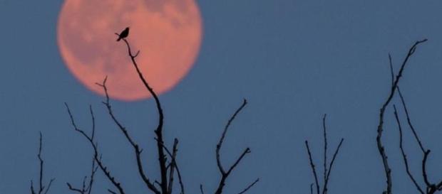 StrawberryMoon: fotos de la "luna de fresa" que coincidió con el ... - univision.com StrawberryMoon: fotos de la "luna de fresa" que coincidió con el ... - univision.com