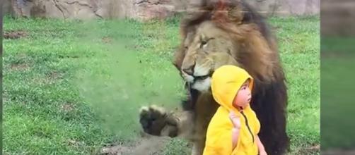 Giappone: leone tenta di assalire bimbo.