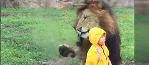 Giappone: leone tenta di assalire bimbo.