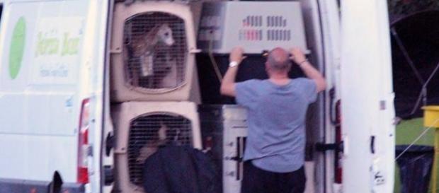 Strage di cani alla 21° esposizione cinofila di Rende, il furgone incriminato Strage di cani alla 21° esposizione cinofila di Rende, il furgone incriminato