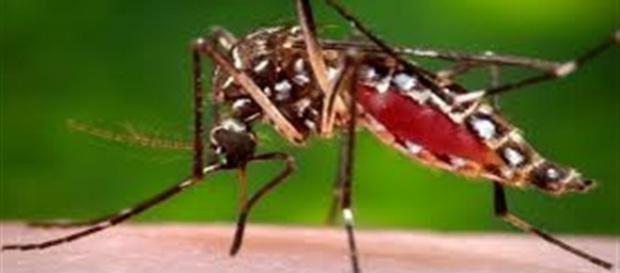 Aedes Aegypti - mosquito transmissor do zika vírus Aedes Aegypti - mosquito transmissor do zika vírus