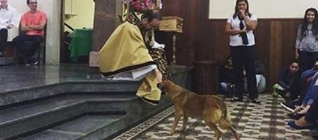 Padre de Sorocaba interrompeu pregação para abençoar cachorro que entrou na igreja Padre de Sorocaba interrompeu pregação para abençoar cachorro que entrou na igreja