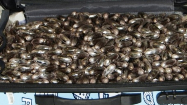 I 15 chili di hascisc in "uova" sequestrato dalla Finanza a Cagliari.