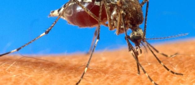 Descubre las razones por las que te pican los mosquitos más que a otras personas Descubre las razones por las que te pican los mosquitos más que a otras personas
