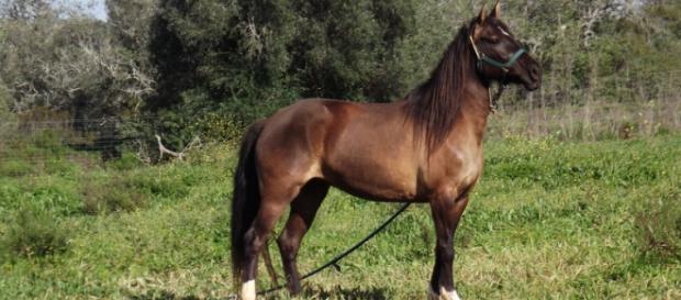 Maïka, la belle lusitanienne qui s'apprête à traverser 3 pays... Maïka, la belle lusitanienne qui s'apprête à traverser 3 pays...