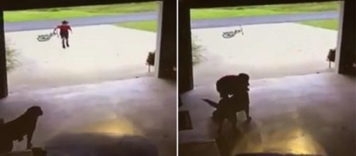 Vídeo mostra criança invadindo casa e roubando abraço de cachorro