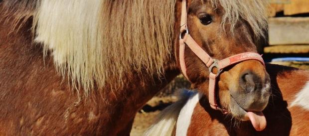 Cheval ou percepteur, il faut choisir. Cheval ou percepteur, il faut choisir.