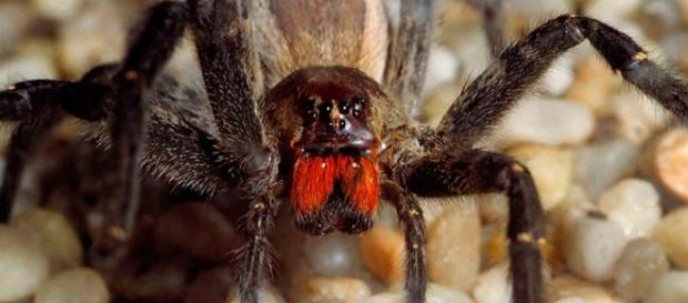 Araña Errante Brasileña :: Imágenes y fotos - animalesextremos.com Araña Errante Brasileña :: Imágenes y fotos - animalesextremos.com