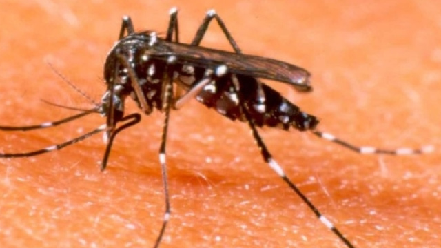 Come eliminare gli insetti in casa, rimedi naturali e non.