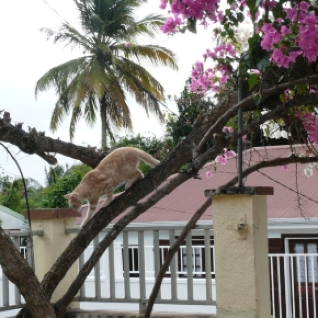 La chatte d'Isaac Newton s'appelait Marion