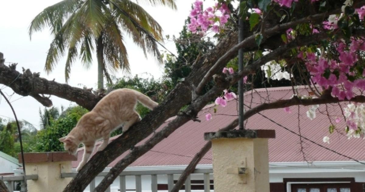 gros trou de la chatte grasse
