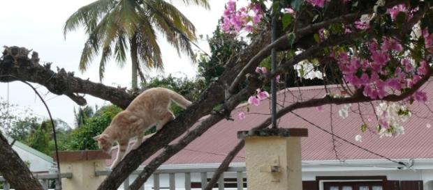 La chatte d'Isaac Newton s'appelait Marion La chatte d'Isaac Newton s'appelait Marion