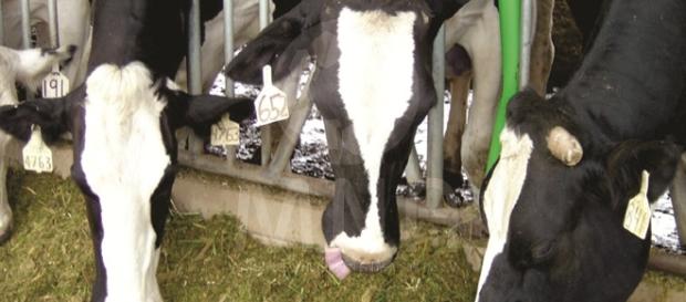 La leche de Los Altos será hecha polvo con dos plantas secadoras privadas. La leche de Los Altos será hecha polvo con dos plantas secadoras privadas.