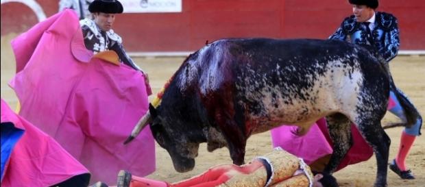El momento exacto en el que el toro cornea a Víctor Barrio y lo deja desplomado en el ruedo El momento exacto en el que el toro cornea a Víctor Barrio y lo deja desplomado en el ruedo