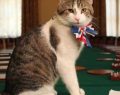 David Cameron deja la residencia oficial pero su gato se queda