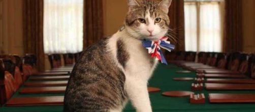 Larry, el gato más famoso de Gran Bretaña