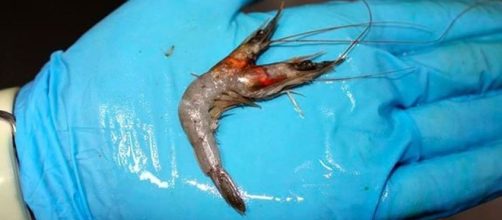 Two-Headed Prawn Source: Flickr.com