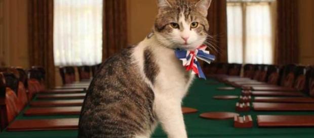 Larry, el gato más famoso de Gran Bretaña Larry, el gato más famoso de Gran Bretaña