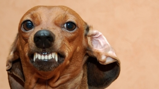 In arrivo l&rsquo;esorcismo per cani