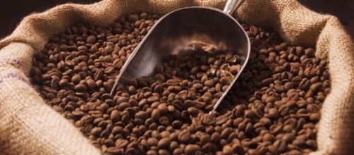 El Salvador disminuye más del 40% de exportaciones de café en ... - revistasumma.com