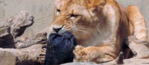 Kamine Zoo animals distress denim for designer jeans to raise ... - net.au