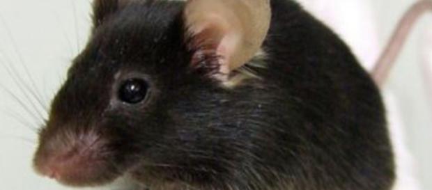 Japanese Create A Mutant Mouse That Tweets Like a Bird | Popular ... - popsci.com Japanese Create A Mutant Mouse That Tweets Like a Bird | Popular ... - popsci.com